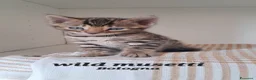 Bengala gatti in vendita: Cuccioli bengala con pedegree a Città Metropolitana di Torino - Annuncio 6