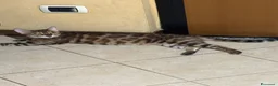 Bengala gatti in vendita: Gatto bengala - Annuncio 4