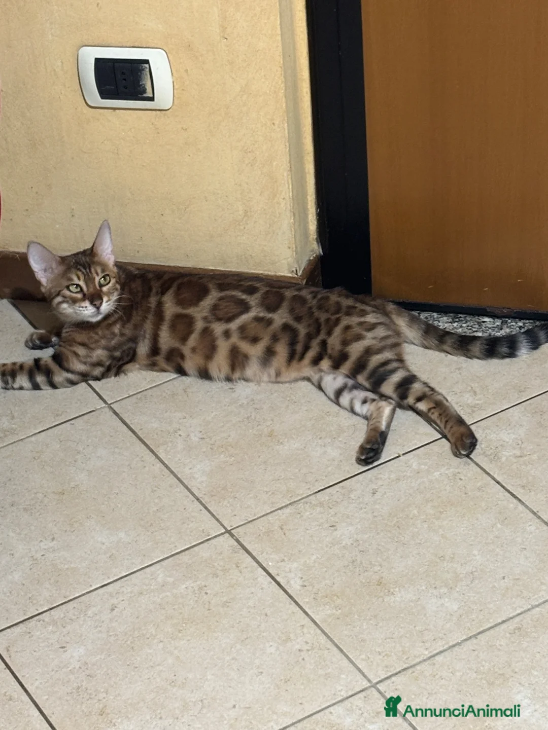 Bengala gatti in vendita: Gatto bengala - Annuncio 4