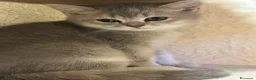 British gatti in vendita: Cuccioli british shorthair - Annuncio 16