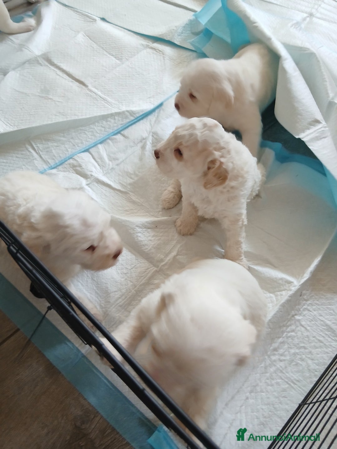 Meticcio cani in vendita: Cuccioli disponibili  - Annuncio 8