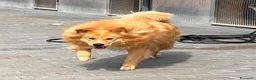 Meticcio cani in regalo: DIOR BELLISSIMO CAGNOLINO FULVO - Annuncio 9