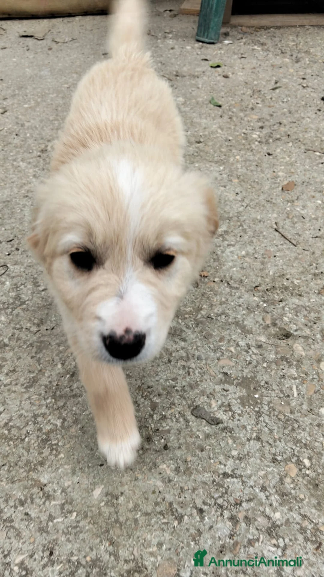 Meticcio cani in regalo: Cuccioli in cerca di amore - Annuncio 8