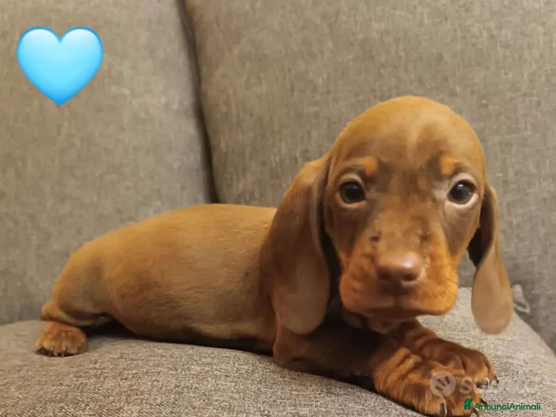 Bassotto cani Bassotti disponibili dall'8 Febbraio.  - Annuncio 2