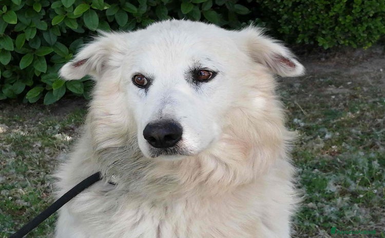 Meticcio cani a Città metropolitana di Roma Capitale - Annuncio 9