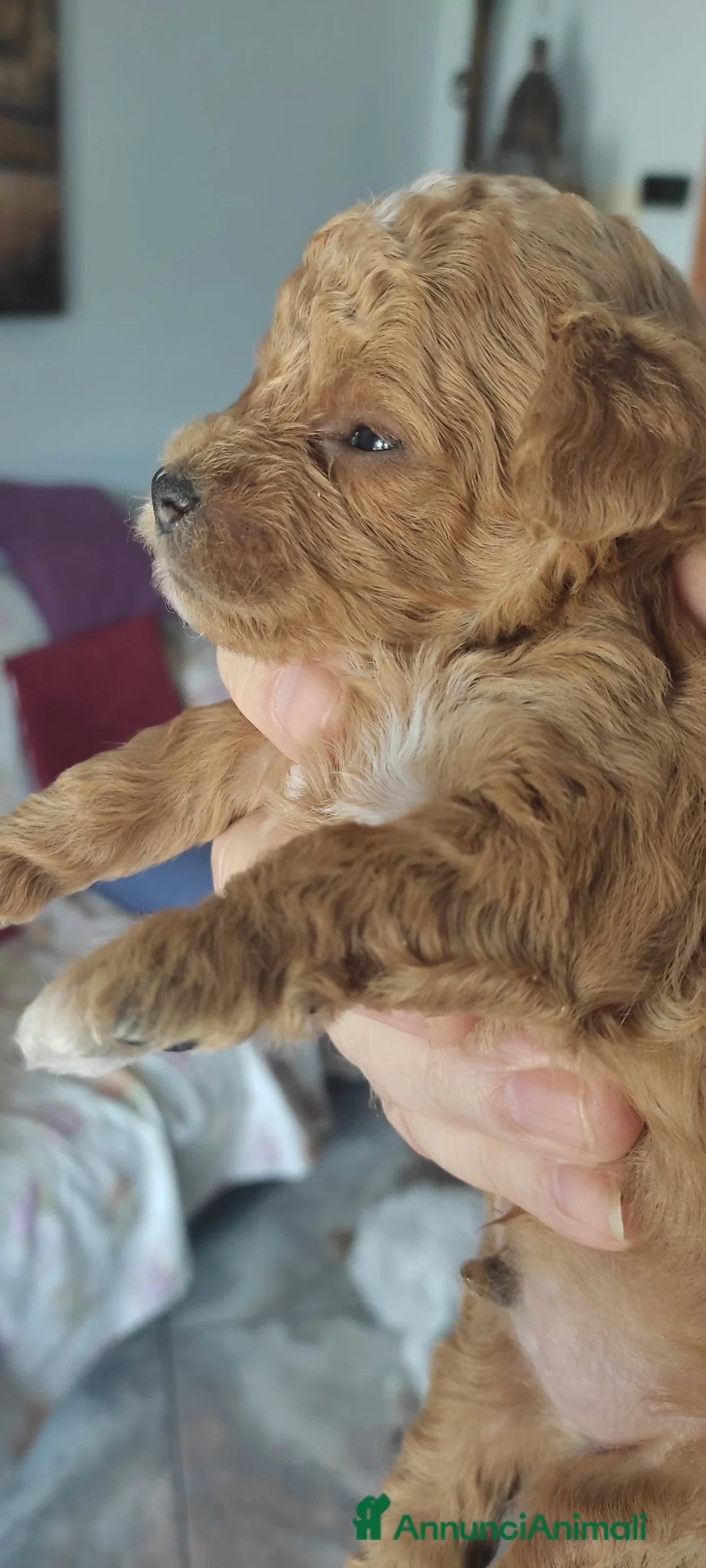 Barboncino cani in vendita: Barboncino red a Provincia di Salerno - Annuncio 3