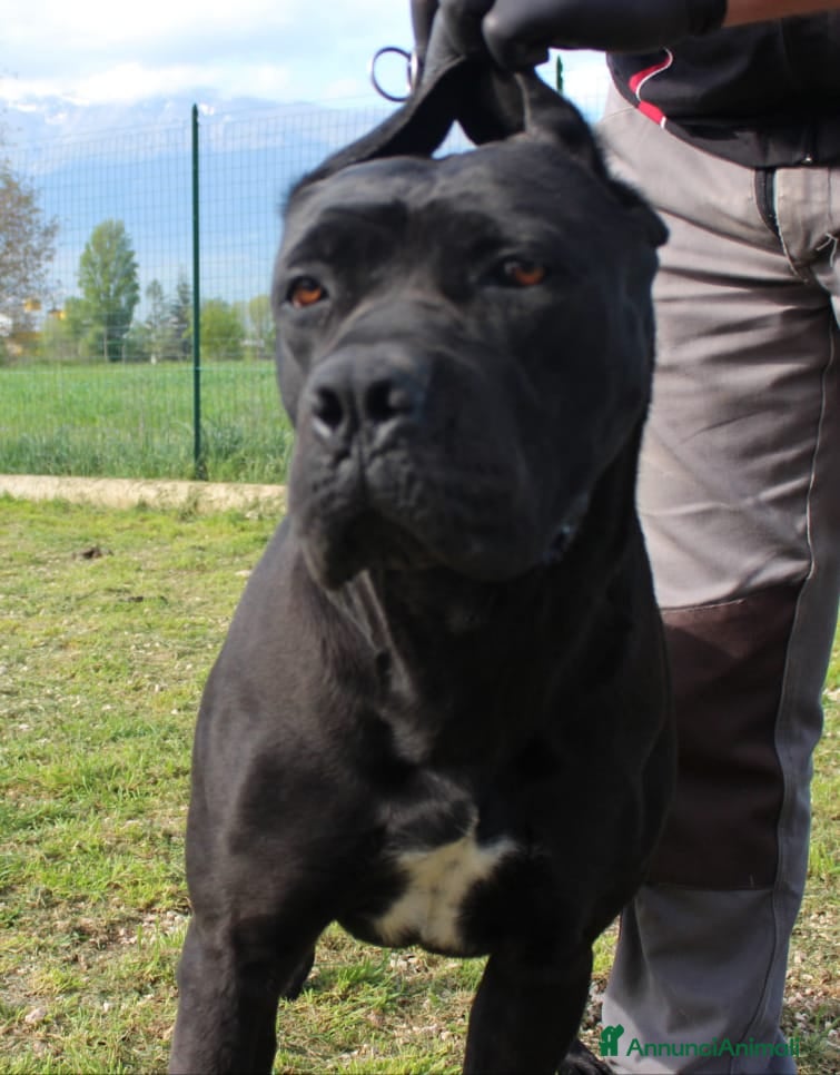 Cane Corso cani Splendidi cuccioli di cane corso - Annuncio 2