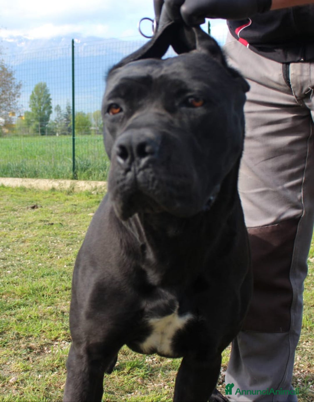 Cane Corso cani in vendita: Splendidi cuccioli di cane corso - Annuncio 1