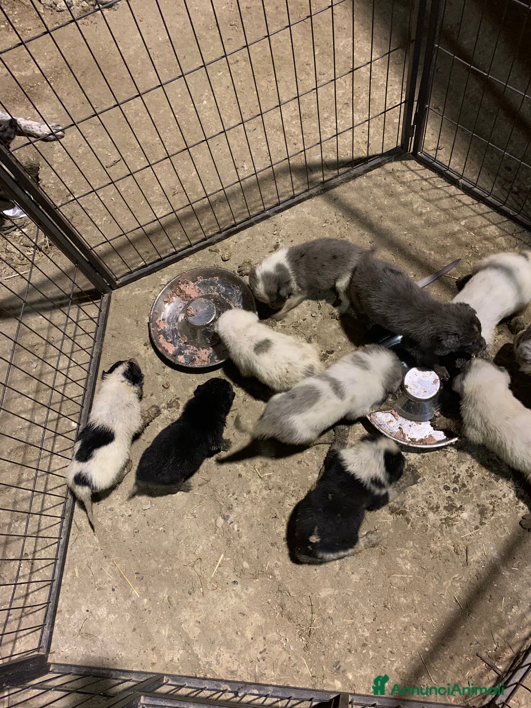 Bearded Collie cani in vendita: cuccioli border  - Annuncio 2