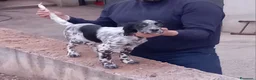 Setter Inglese cani in vendita: Setter inglese  - Annuncio 2