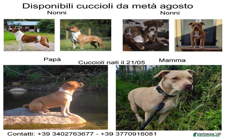 American Staffordshire cani a Provincia del Verbano-Cusio-Ossola - Annuncio 6