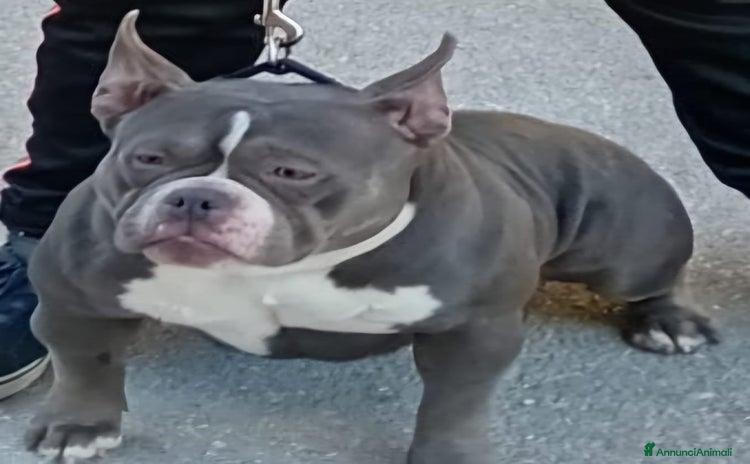 American Bully cani a Libero consorzio comunale di Agrigento - Annuncio 4