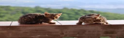 Bengala gatti in vendita: Cuccioli Bengala a Provincia di Cosenza - Annuncio 24