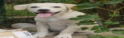 Meticcio cani in regalo: Pesca, neanche 4 mesi, taglia media contenuta  - Annuncio 3