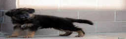 Pastore Tedesco cani in vendita: vendo cucciolo pastore tedesco a pelo lungo - Annuncio 2