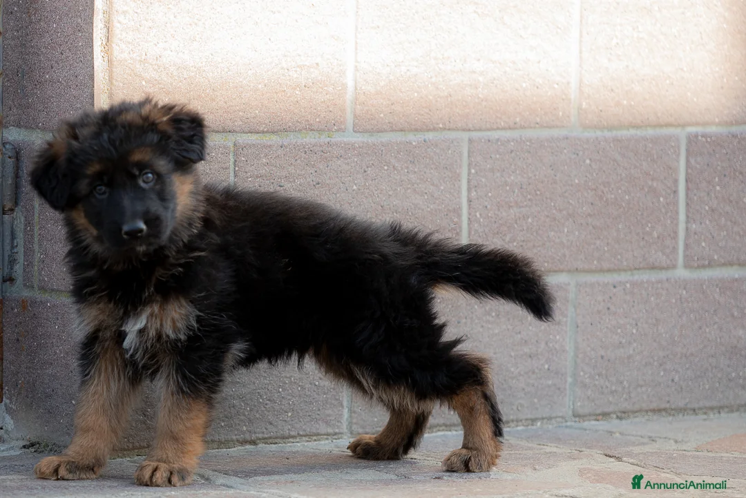 Pastore Tedesco cani in vendita: vendo cucciolo pastore tedesco a pelo lungo - Annuncio 2