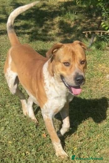 Meticcio cani CASPER 4anni bravo, equilibrato!  - Annuncio 25