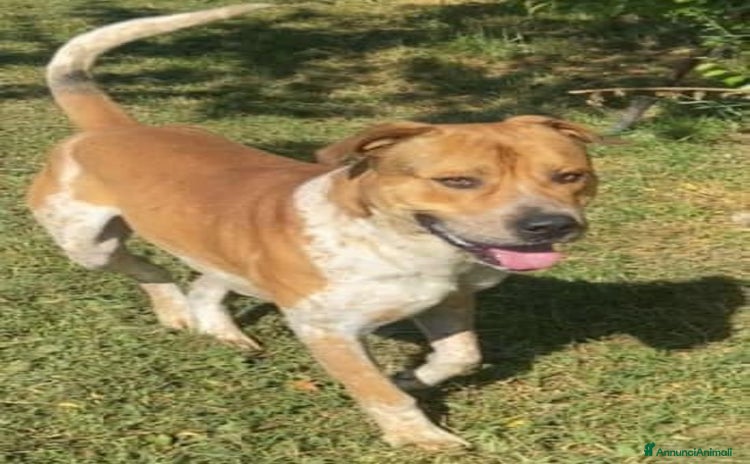 Meticcio cani CASPER 4anni bravo, equilibrato!  - Annuncio 2