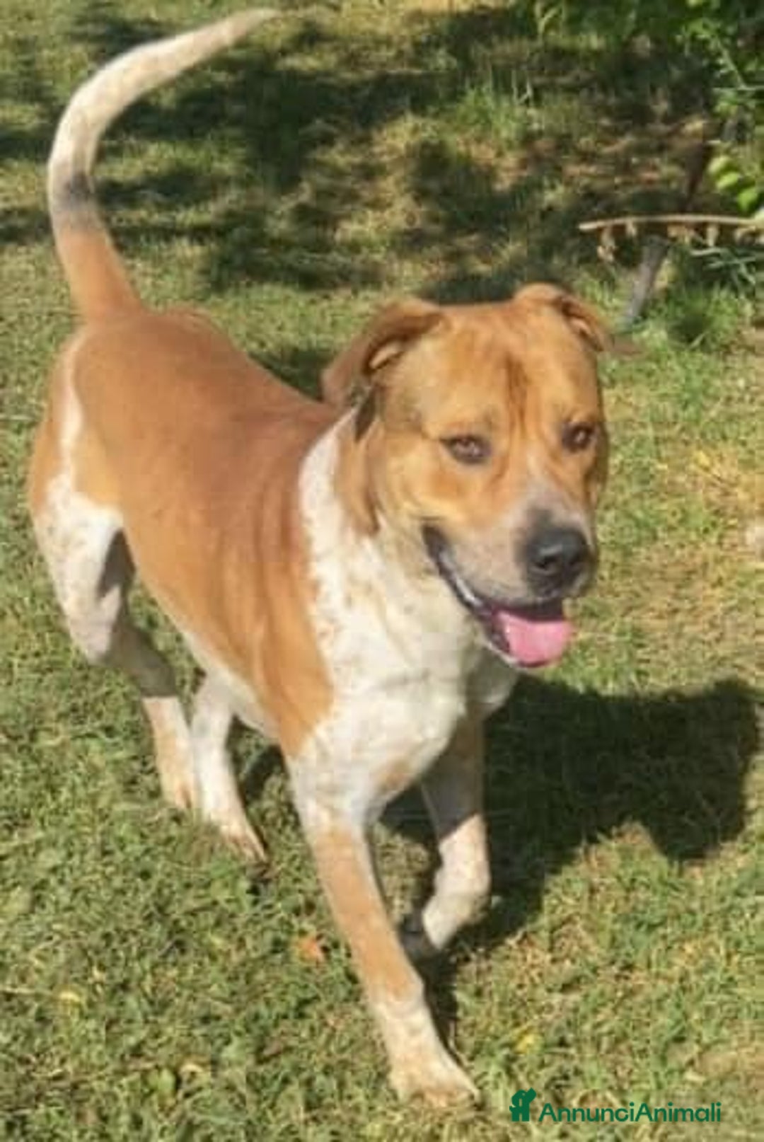 Meticcio cani in regalo: CASPER 4anni bravo, equilibrato!  - Annuncio 1