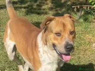 Meticcio cani CASPER 4anni bravo, equilibrato! - Annuncio 18