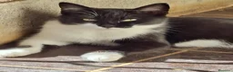 Meticcio gatti in regalo: Regalo Gatta trovatella - Annuncio 5