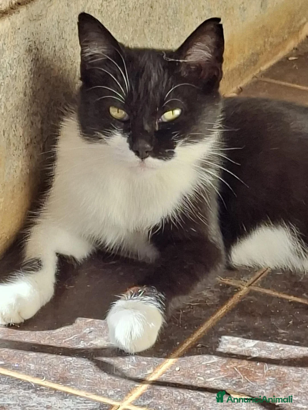 Meticcio gatti in regalo: Regalo Gatta trovatella - Annuncio 5