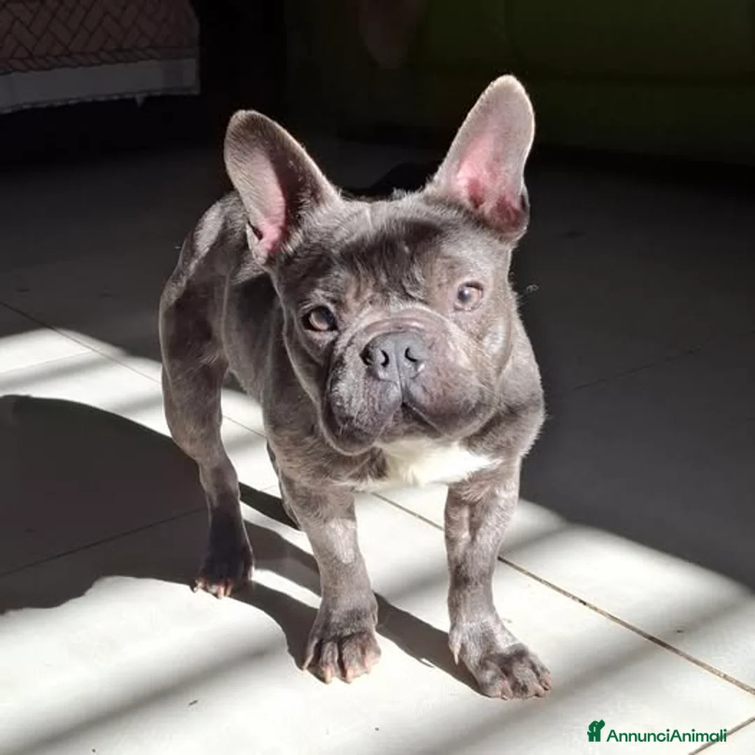 Bulldog Francese cani in regalo: Shamuz, il cane speciale - Annuncio 1