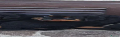 Rottweiler 7