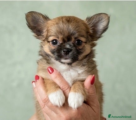 Chihuahua cani Splendidi chihuahua fulvi genitori sani e italiani - Annuncio 3