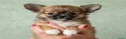 Chihuahua cani in vendita: Splendidi chihuahua fulvi genitori sani e italiani - Annuncio 1