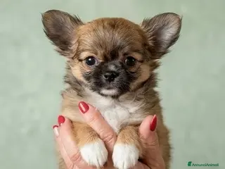 Chihuahua cani Splendidi chihuahua fulvi genitori sani e italiani - Annuncio 2