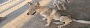 Lupo Cecoslovacco 