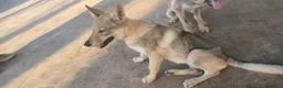 Lupo Cecoslovacco cani in vendita: 2 femmine Cane Lupo Cecoslovacco con pedigree a Provincia di Brindisi - Annuncio 4