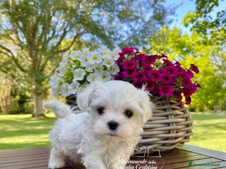 Maltese cani Meravigliosi cuccioli di Maltese a Provincia di Rimini - Annuncio 26