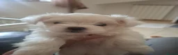Maltese cani in vendita: Cuccioli di Maltese - Annuncio 12