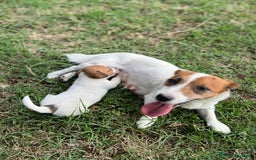 Jack Russell cani in vendita: Cuccioli jack russell  a Provincia di Reggio Emilia - Immagine 7