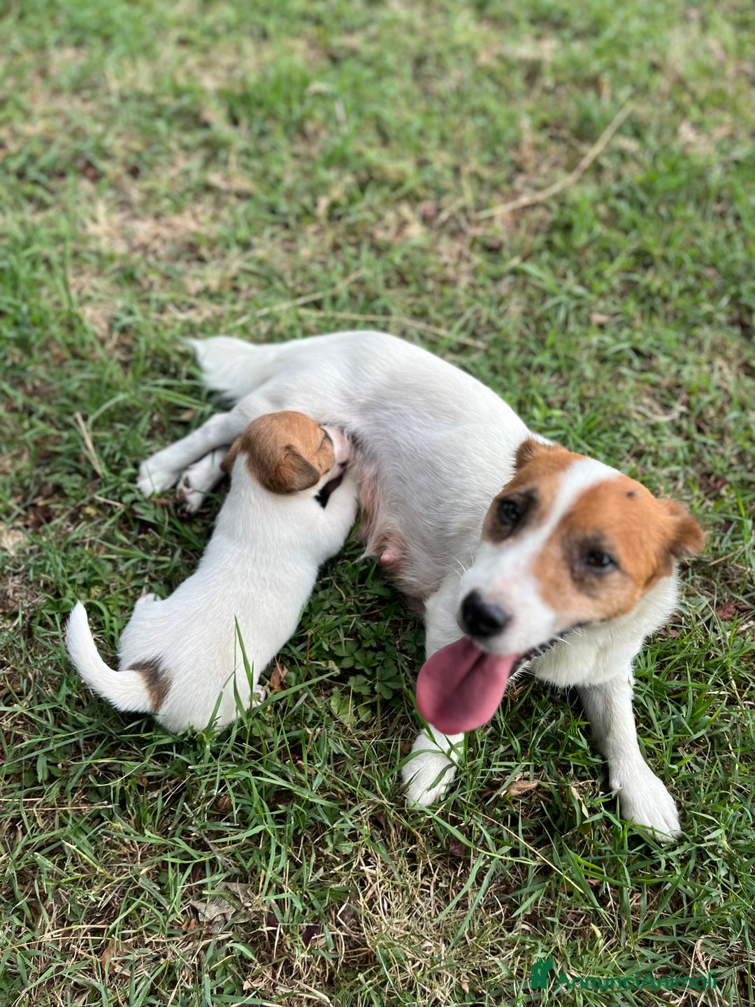 Jack Russell cani in vendita: Cuccioli jack russell  a Provincia di Reggio Emilia - Immagine 7