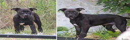 Pitbull cani in vendita: Cucciola Pit Bull con pedigree anche a rate - Annuncio 6