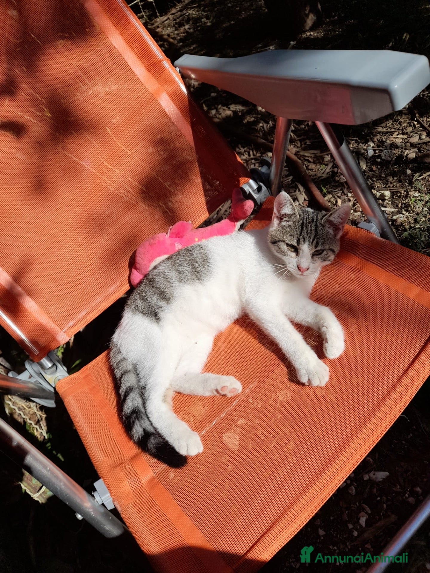 Altre razze gatti CERCA CASA 🏠  - Annuncio 3