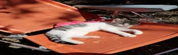 Altre razze gatti in regalo: CERCA CASA 🏠  - Annuncio 1