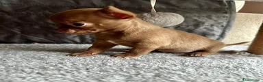 Chihuahua Cucciolo 3 cioccolato chiaro