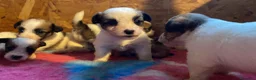 Jack Russell cani in vendita: Jack Russell terrier pelo ruvido  - Annuncio 11