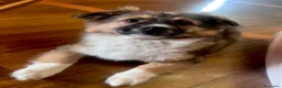 Meticcio cani in regalo: Cucciolo taglia piccola 3 mesi - Annuncio 6
