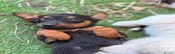 Meticcio cani in regalo: Taglia piccola alla riscossa - Annuncio 4