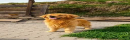 Golden Retriever cani in vendita: Golden retriever 100% americano - Annuncio 2