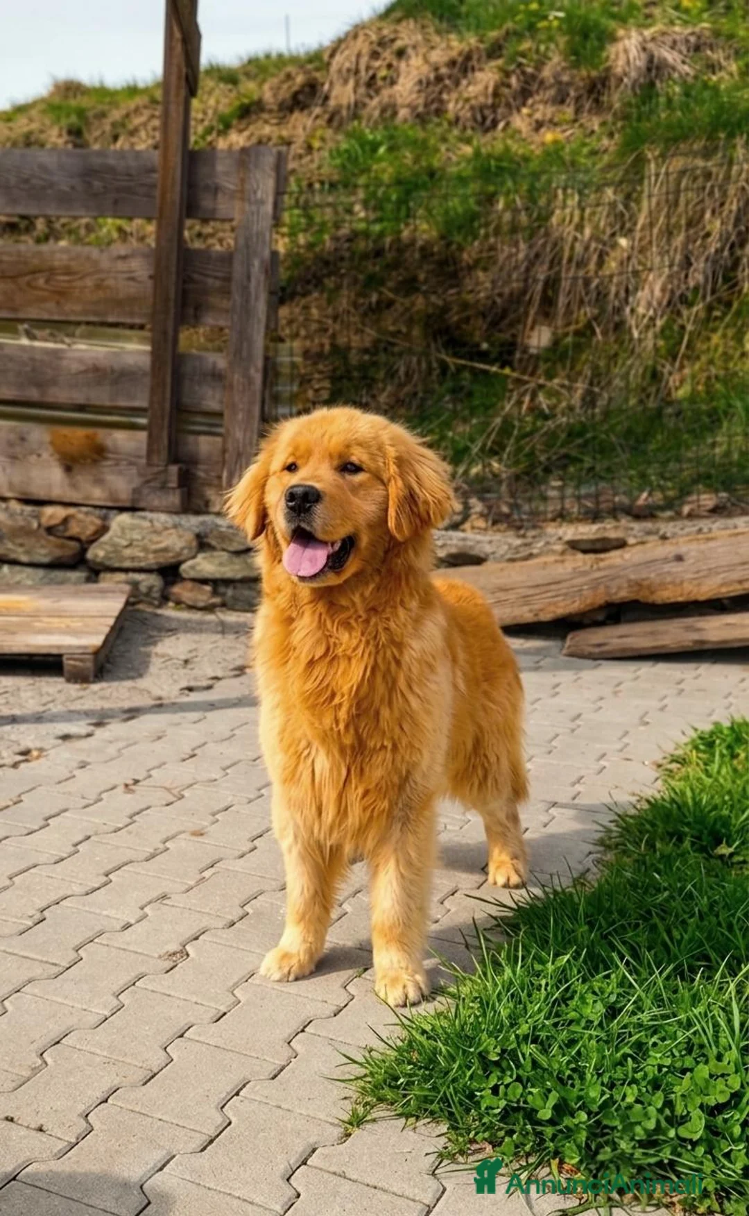 Golden Retriever cani in vendita: Golden retriever 100% americano - Annuncio 2