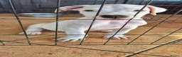 Meticcio cani in regalo: Cucciolo simil pitbull/dogo argentino a Provincia di Alessandria - Annuncio 5