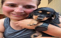 Bassotto cani in vendita: cuccioli di bassotto tedesco pelo lungo a Provincia di Modena - Immagine 6