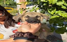 Pastore Tedesco cani in regalo: Ninjia cerca casa🩵 - Immagine 4