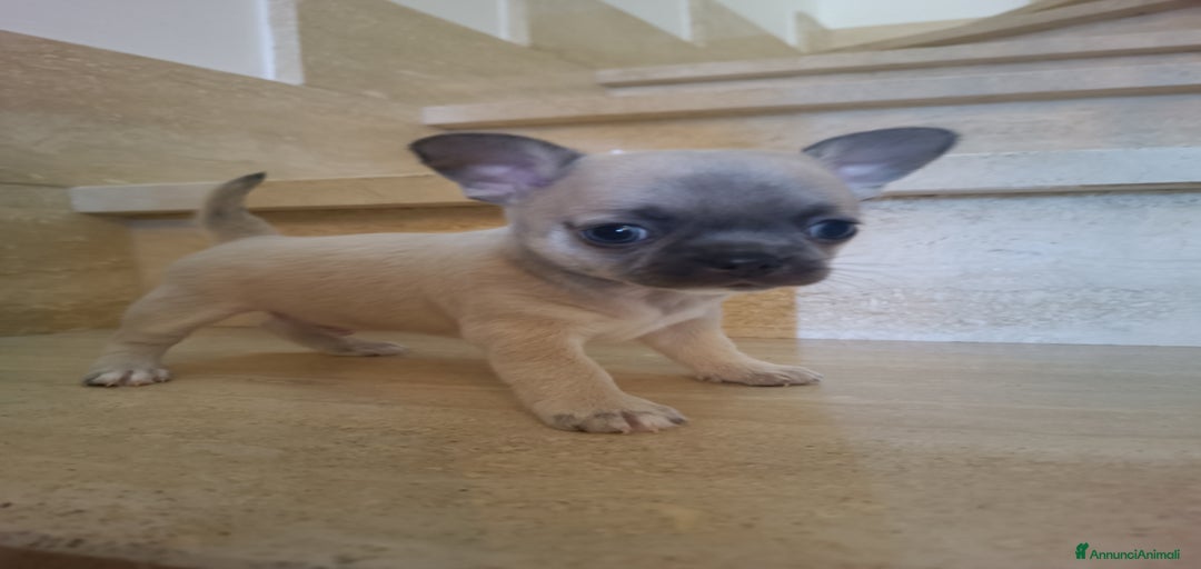 Immagine della galleria {{count}}